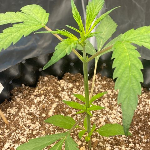 FastBerry growlog timeline photo