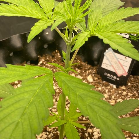 FastBerry growlog timeline photo