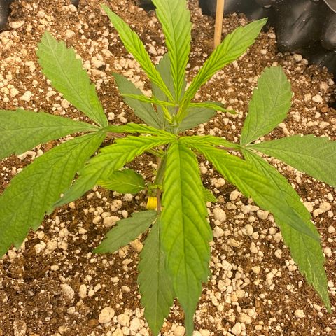 FastBerry growlog timeline photo