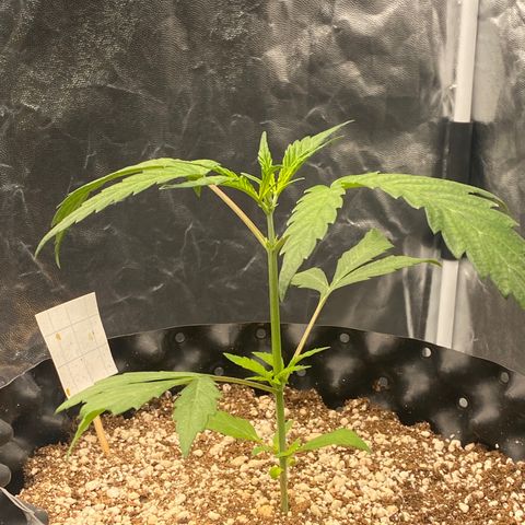 FastBerry growlog timeline photo