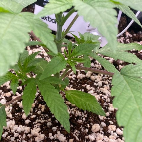 Gorilla Glue #4 growlog timeline photo