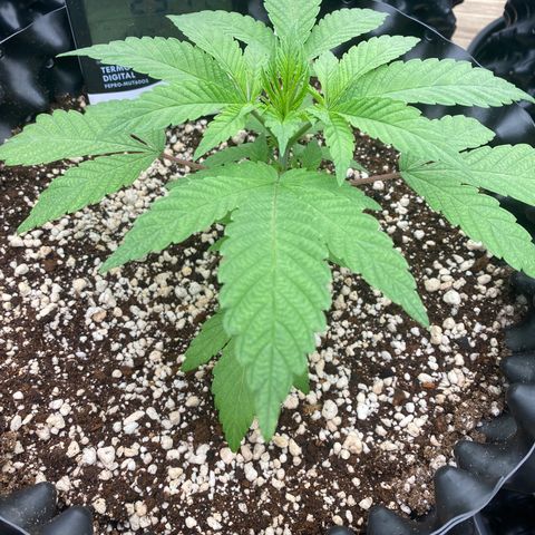 Gorilla Glue #4 growlog timeline photo