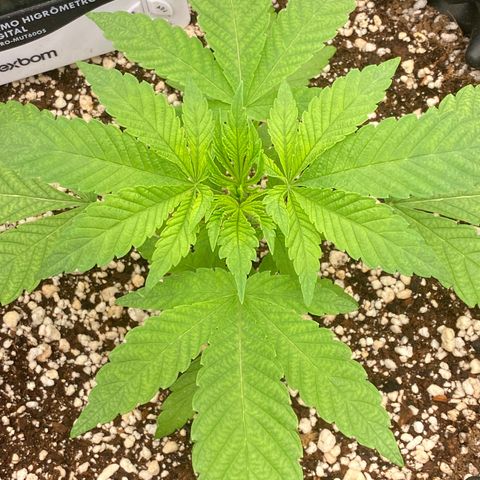 Gorilla Glue #4 growlog timeline photo