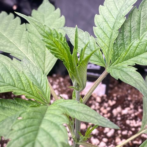 Banana Purple Punch growlog timeline photo