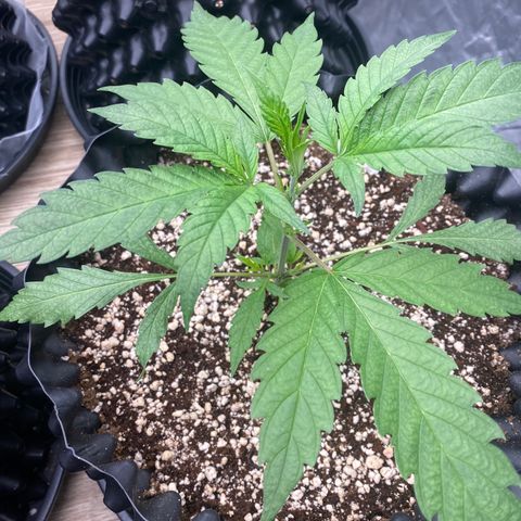 Banana Purple Punch growlog timeline photo