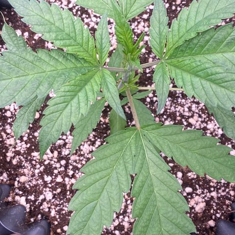 Banana Purple Punch growlog timeline photo