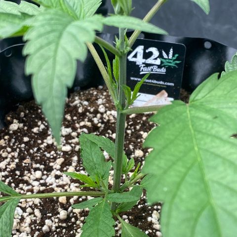 Banana Purple Punch growlog timeline photo