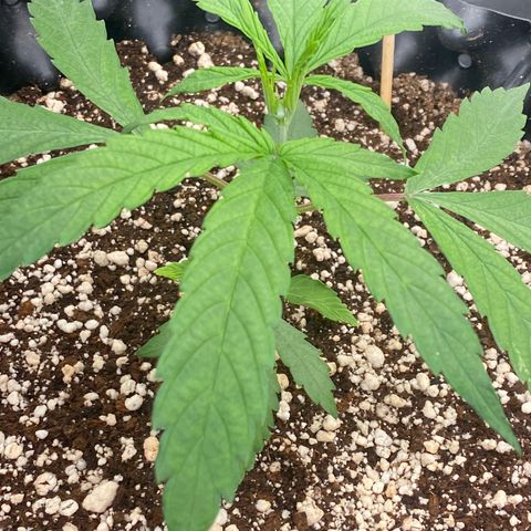 FastBerry growlog timeline photo