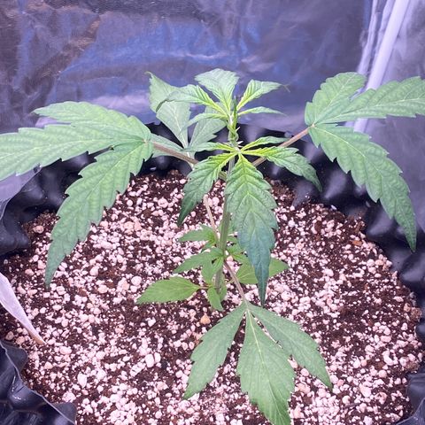 FastBerry growlog timeline photo