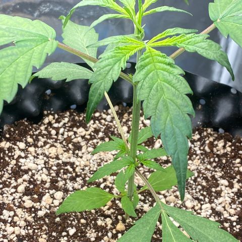 FastBerry growlog timeline photo