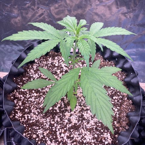 FastBerry growlog timeline photo