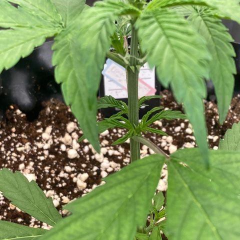 FastBerry growlog timeline photo