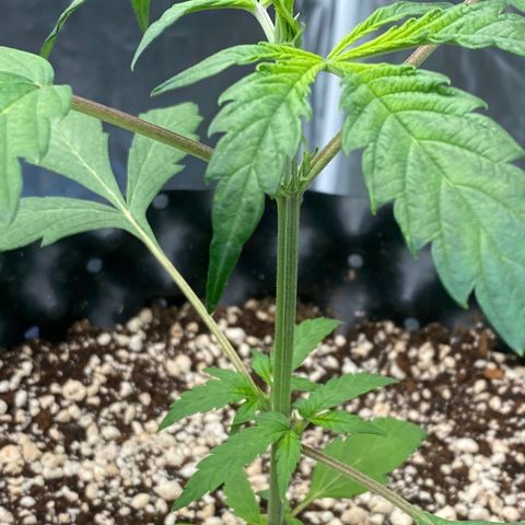 FastBerry growlog timeline photo