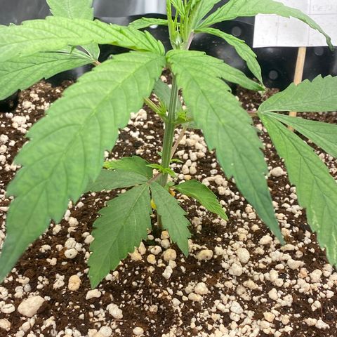 FastBerry growlog timeline photo