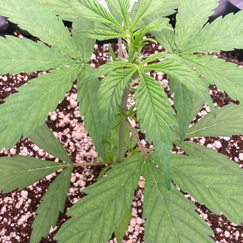 FastBerry growlog timeline photo
