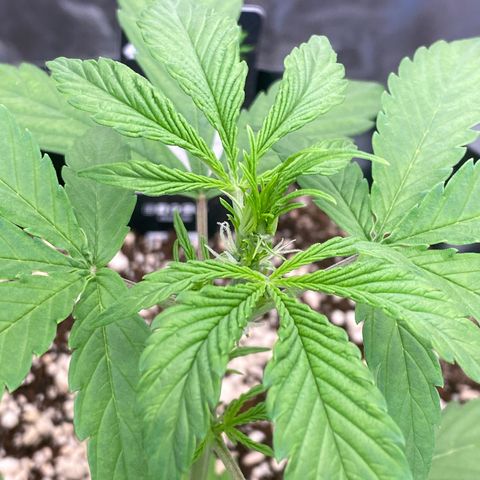 FastBerry growlog timeline photo