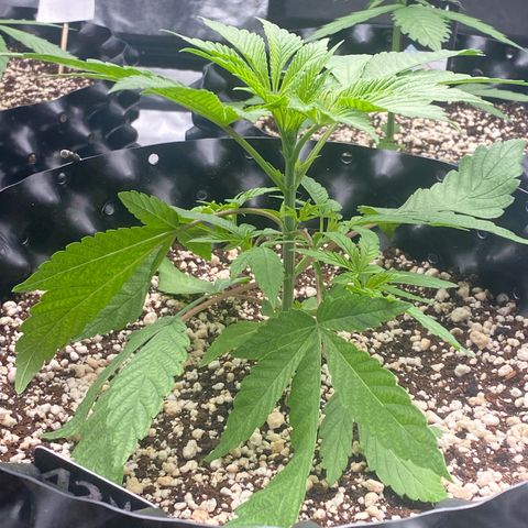 Gorilla Glue #4 growlog timeline photo