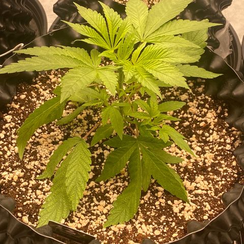 Gorilla Glue #4 growlog timeline photo