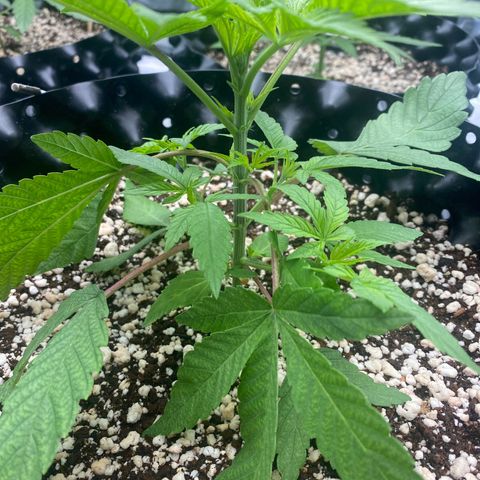 Gorilla Glue #4 growlog timeline photo