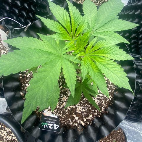 Gorilla Glue #4 growlog timeline photo