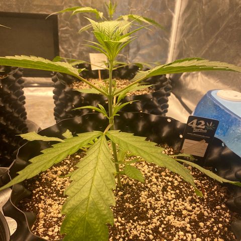 Banana Purple Punch growlog timeline photo