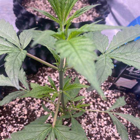 Banana Purple Punch growlog timeline photo