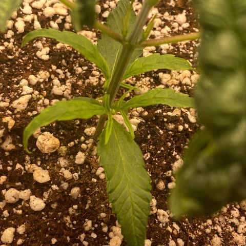 Banana Purple Punch growlog timeline photo