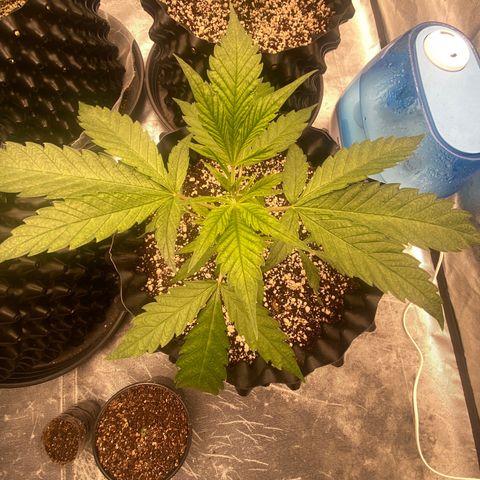 Banana Purple Punch growlog timeline photo