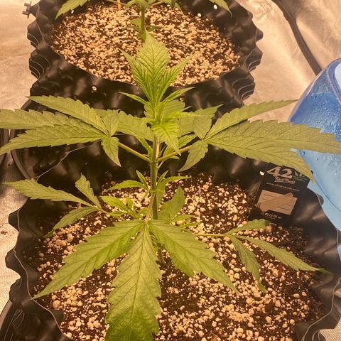 Banana Purple Punch growlog timeline photo