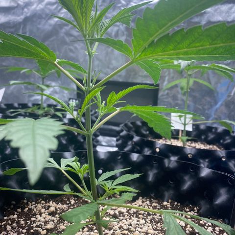 Banana Purple Punch growlog timeline photo