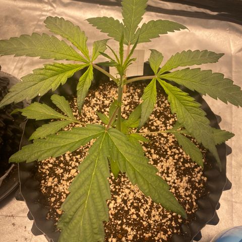 FastBerry growlog timeline photo