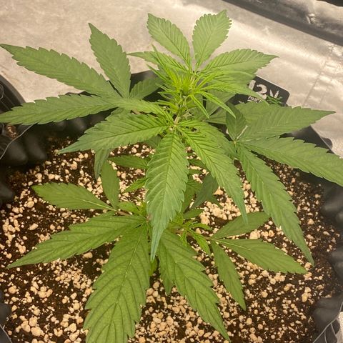FastBerry growlog timeline photo
