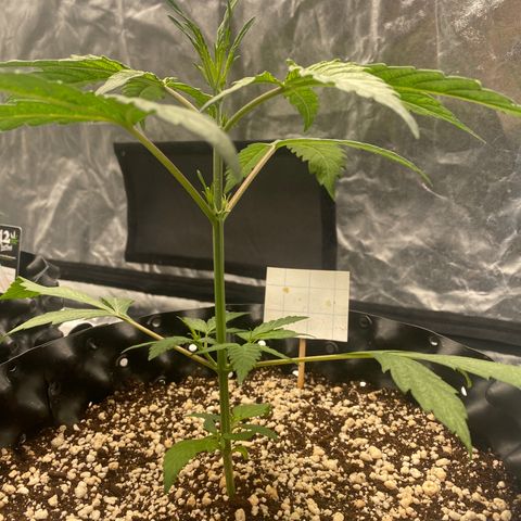 FastBerry growlog timeline photo