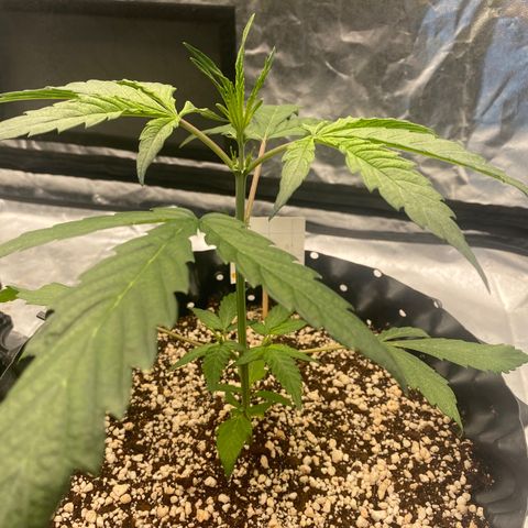 FastBerry growlog timeline photo