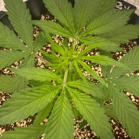 FastBerry growlog timeline photo