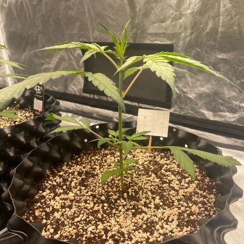 FastBerry growlog timeline photo