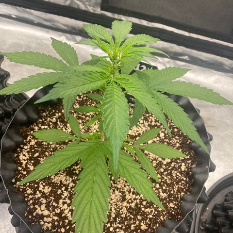 FastBerry growlog timeline photo