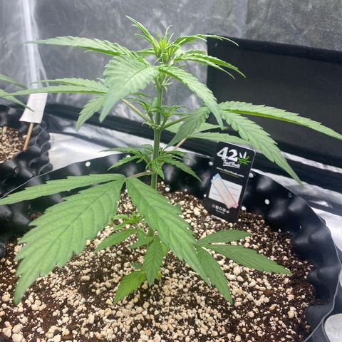 FastBerry growlog timeline photo