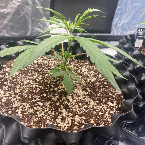 FastBerry growlog timeline photo