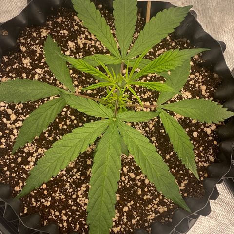 FastBerry growlog timeline photo