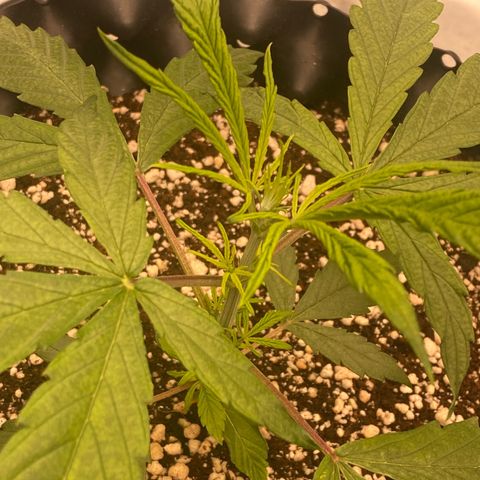 FastBerry growlog timeline photo