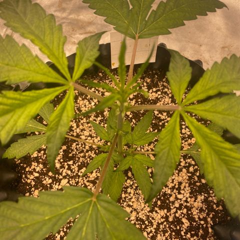 FastBerry growlog timeline photo