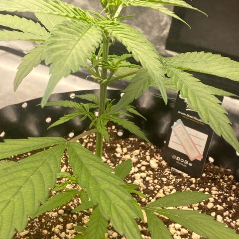 FastBerry growlog timeline photo