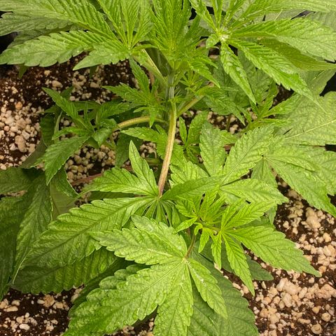 Gorilla Glue #4 growlog timeline photo