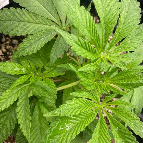 Gorilla Glue #4 growlog timeline photo
