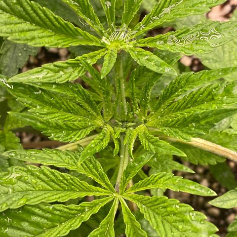 Gorilla Glue #4 growlog timeline photo