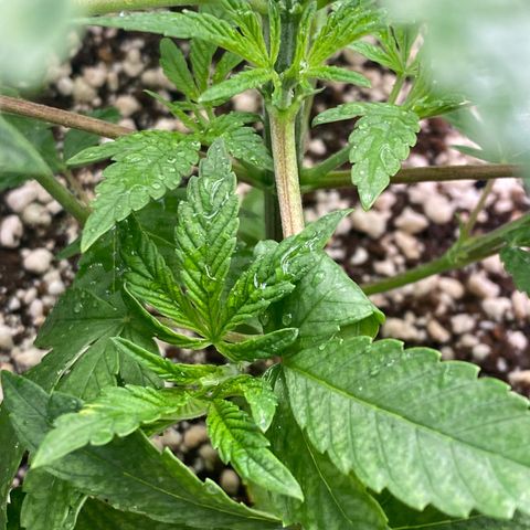 Gorilla Glue #4 growlog timeline photo
