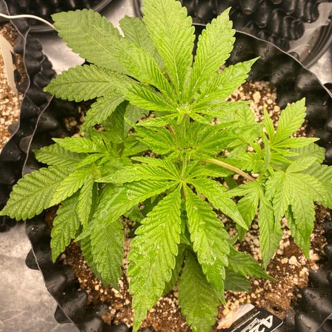 Gorilla Glue #4 growlog timeline photo