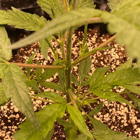 Banana Purple Punch growlog timeline photo
