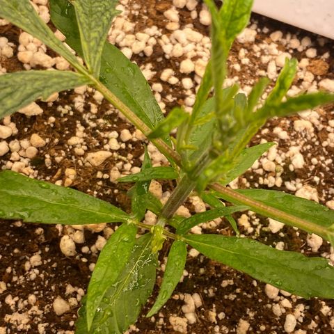 Banana Purple Punch growlog timeline photo